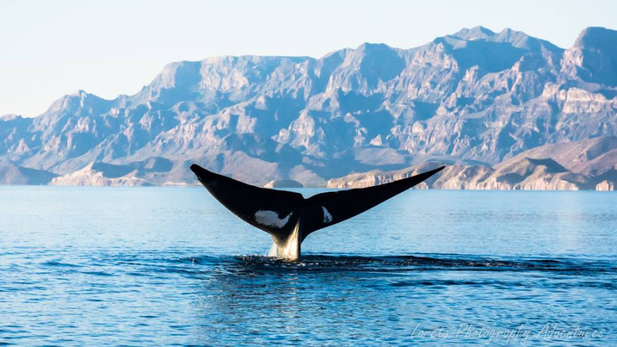 Ballenas Azules