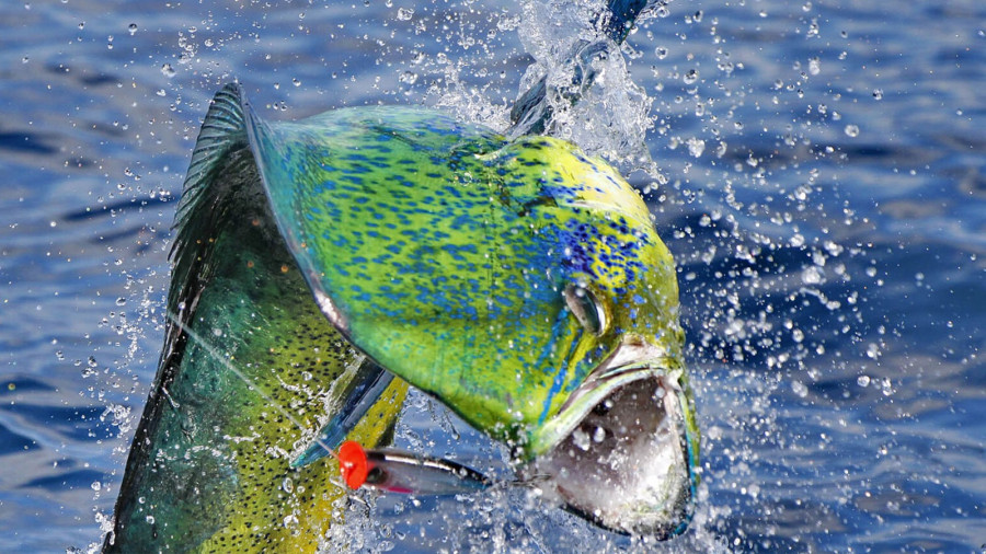 Pesca Deportiva